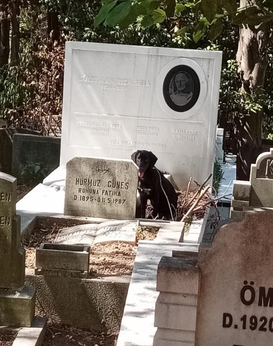 Foto - Bakın kim bu hale getirdi! Süleyman Seba’nın mezarını görenler şoke oldu