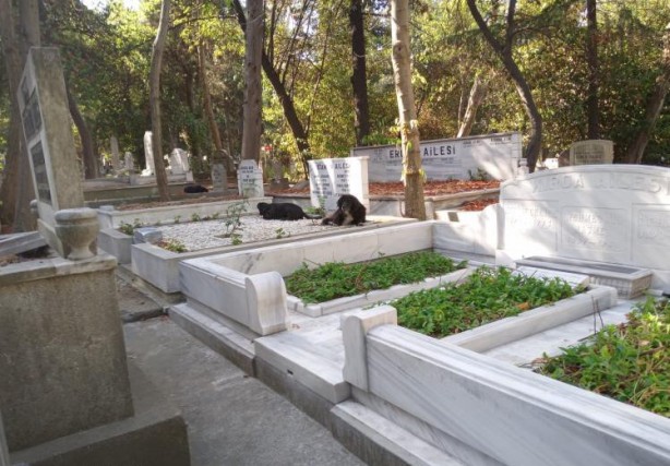 Foto - Bakın kim bu hale getirdi! Süleyman Seba’nın mezarını görenler şoke oldu