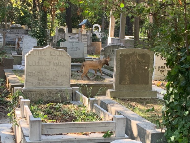 Foto - Bakın kim bu hale getirdi! Süleyman Seba’nın mezarını görenler şoke oldu