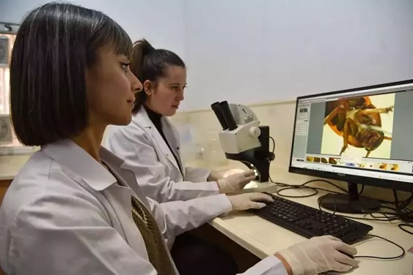 Foto - Bakın neden bunu yapıyorlarmış! Elleriyle foseptikten hamam böceği topluyorlar