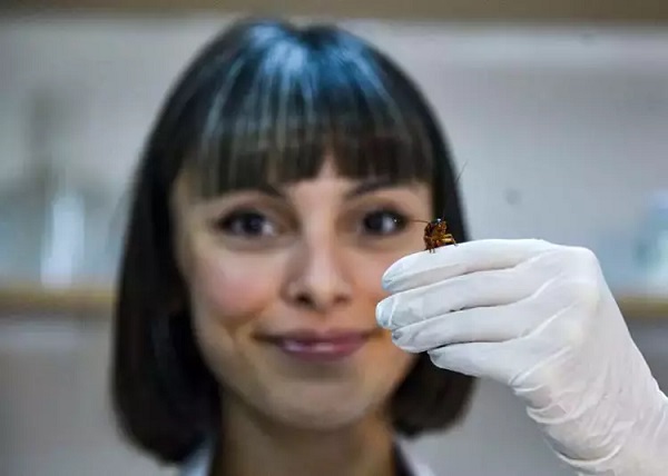 Foto - Bakın neden bunu yapıyorlarmış! Elleriyle foseptikten hamam böceği topluyorlar