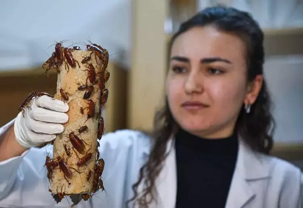 Foto - Bakın neden bunu yapıyorlarmış! Elleriyle foseptikten hamam böceği topluyorlar