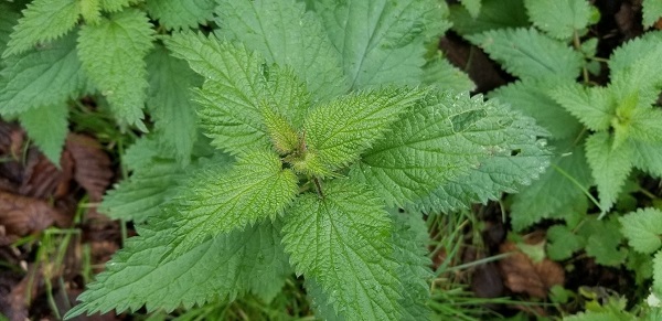 Foto - Bakın sarımsak ve ısırgan otundan ne geliştirildi
