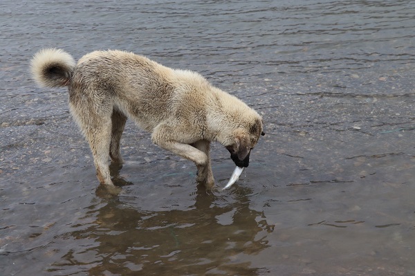 Foto - Bakın sokak köpeği ne yapmaya çalışıyor? 