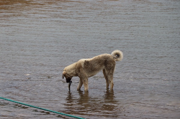 Foto - Bakın sokak köpeği ne yapmaya çalışıyor? 