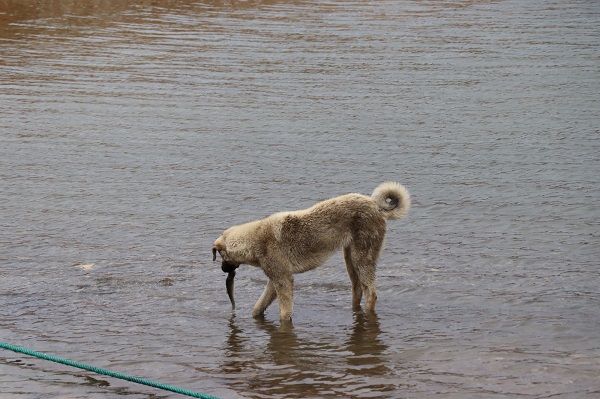 Foto - Bakın sokak köpeği ne yapmaya çalışıyor? 