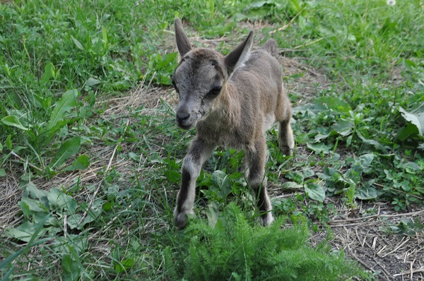 Foto - Bakın yavru dağ keçileri nasıl besleniyor