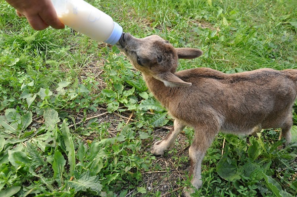 Foto - Bakın yavru dağ keçileri nasıl besleniyor