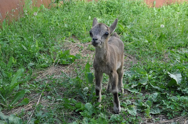 Foto - Bakın yavru dağ keçileri nasıl besleniyor