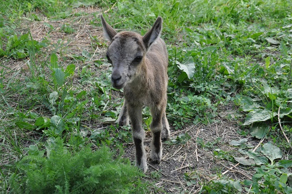Foto - Bakın yavru dağ keçileri nasıl besleniyor