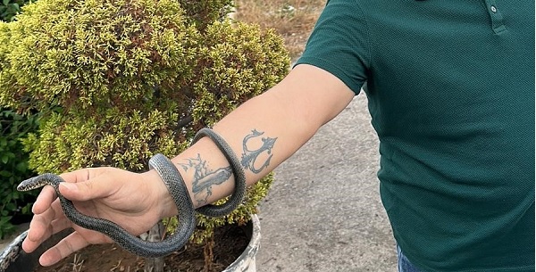 Foto - Bakın yılanı nasıl yakaladı