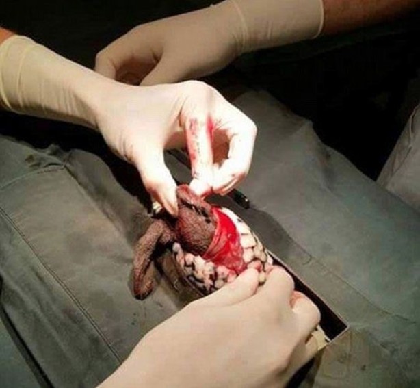 Foto - Bakın yılanın içinden ne çıktı!