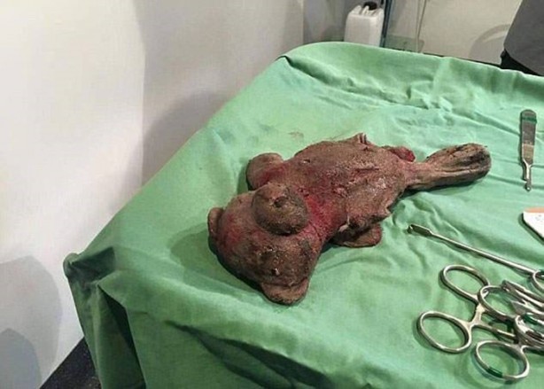 Foto - Bakın yılanın içinden ne çıktı!