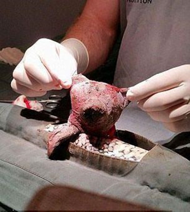 Foto - Bakın yılanın içinden ne çıktı!