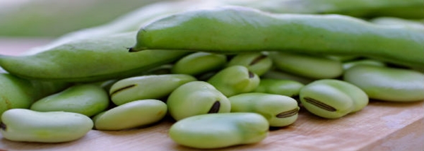 Foto - Bakla böbrek taşlarını düşürüyor!