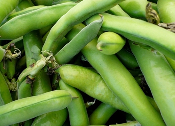 Foto - Bakla böbrek taşlarını düşürüyor!