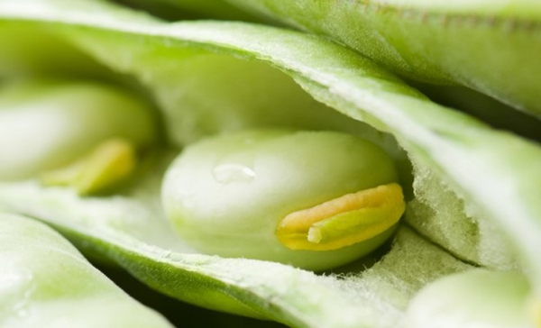 Foto - Bakla böbrek taşlarını düşürüyor!