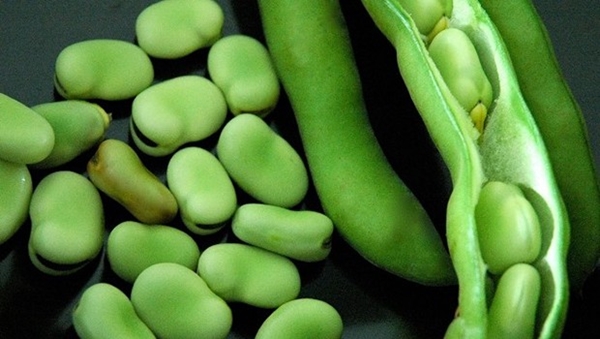 Foto - Bakla böbrek taşlarını düşürüyor!