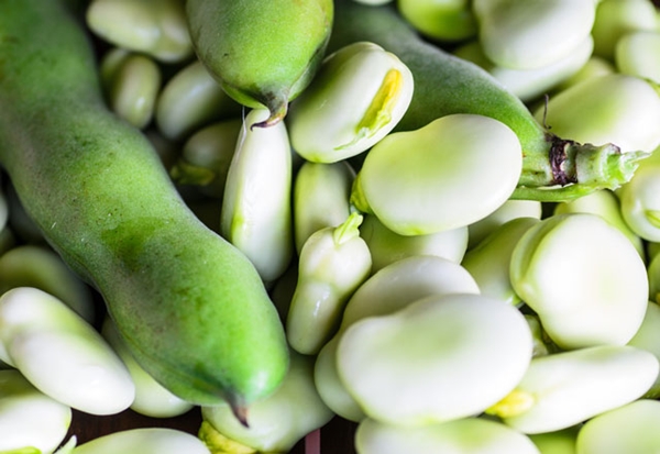 Foto - Bakla böbrek taşlarını düşürüyor!