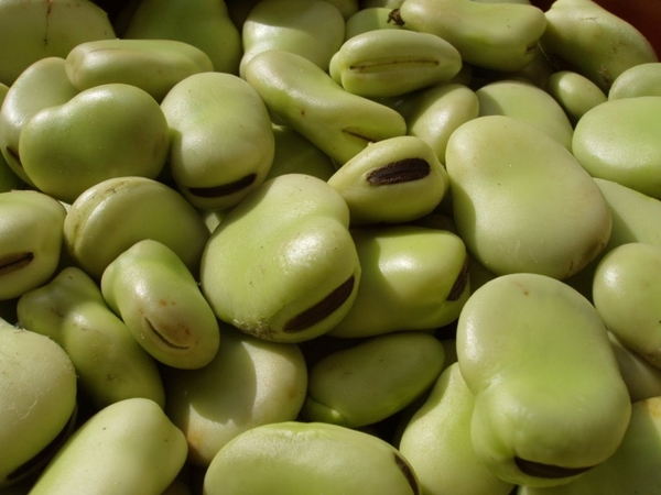 Bakla böbrek taşlarını düşürüyor!