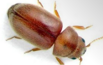 Foto - Bakliyat böceklenmesini önleyecek doğal çözümler! Meğer böceklenmesinin sebebi buymuş: Böcek, kurt yok oluyor