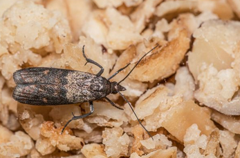 Foto - Bakliyat böceklenmesini önleyecek doğal çözümler! Meğer böceklenmesinin sebebi buymuş: Böcek, kurt yok oluyor