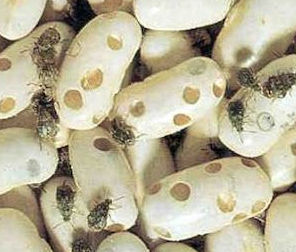 Foto - Bakliyat böceklenmesini önleyecek doğal çözümler! Meğer böceklenmesinin sebebi buymuş: Böcek, kurt yok oluyor