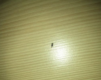 Foto - Bakliyat böceklenmesini önleyecek doğal çözümler! Meğer böceklenmesinin sebebi buymuş: Böcek, kurt yok oluyor