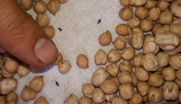 Foto - Bakliyat böceklenmesini önleyecek doğal çözümler! Meğer böceklenmesinin sebebi buymuş: Böcek, kurt yok oluyor