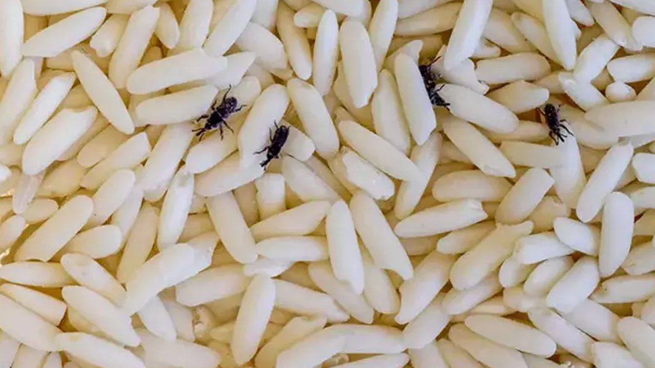 Foto - Bakliyatları böyle saklayın! Çok basit yöntemleri var