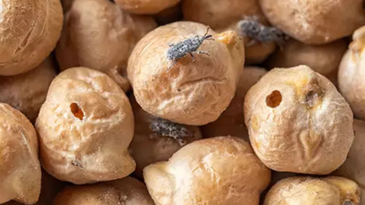 Bakliyatları böyle saklayın! Çok basit yöntemleri var