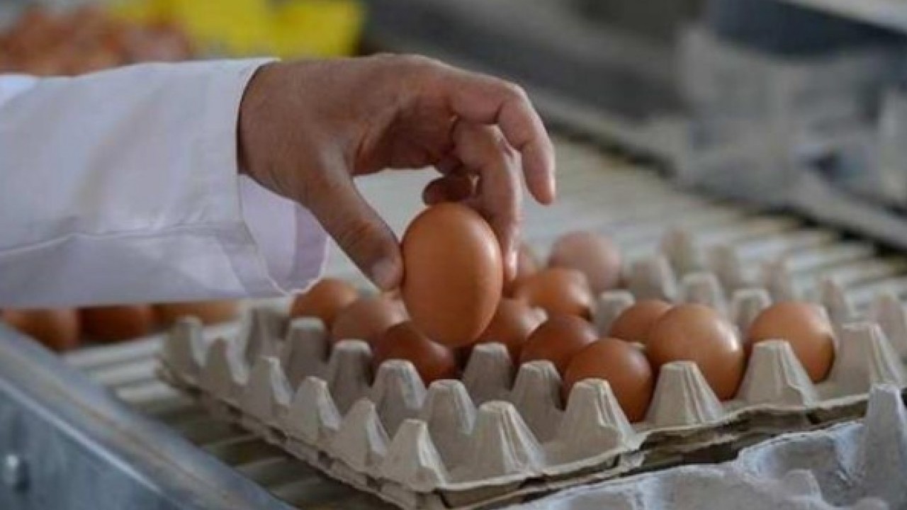 Foto - Bakteri yuvasına dönüşüyor! Yumurtaları sakın böyle koymayın