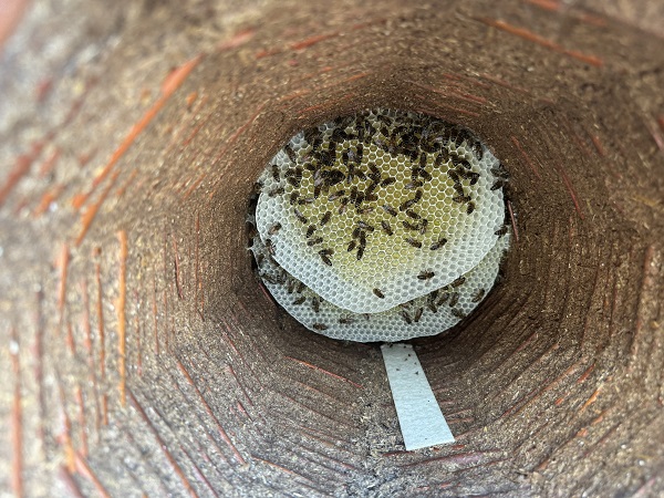 Bal bu aileden sorulur! 