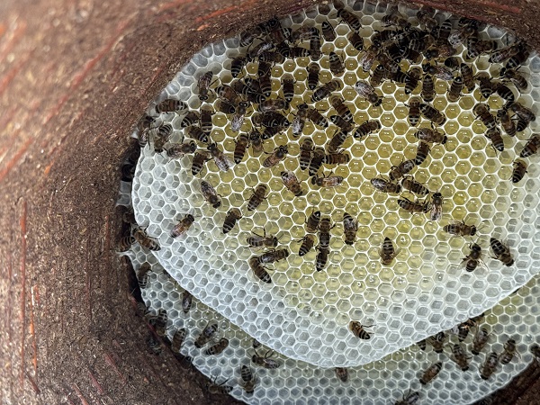 Foto - Bal bu aileden sorulur! 