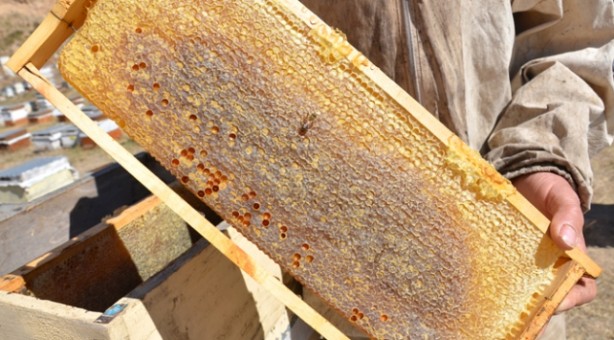 Foto - Bal hakkında doğru bilinen 10 yanlış