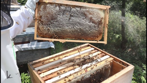 Foto - Bal hakkında doğru bilinen 10 yanlış