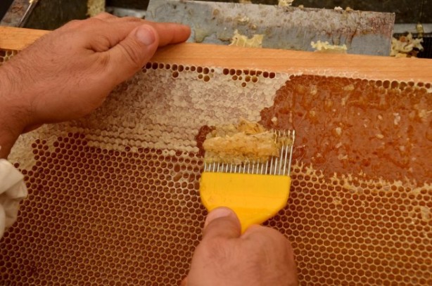 Foto - Bal hakkında doğru bilinen 10 yanlış