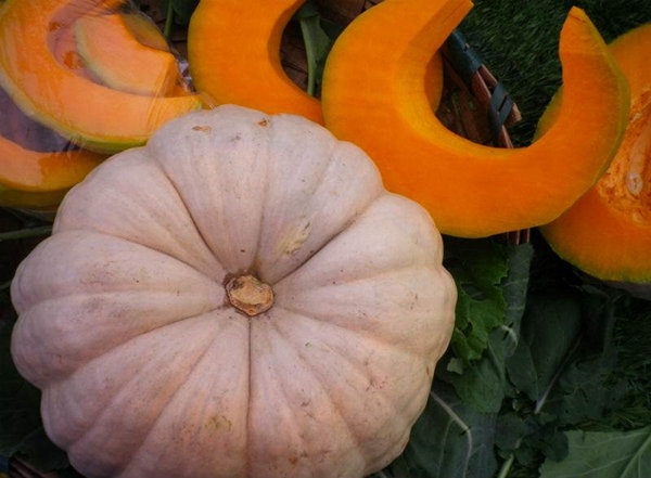 Foto - Bal kabağı kilo verdiriyor!