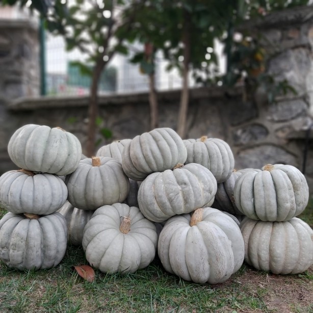 Bal kabağı tüketmek için 8 bilimsel neden