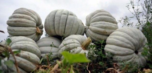 Foto - Bal kabağı tüketmek için 8 bilimsel neden