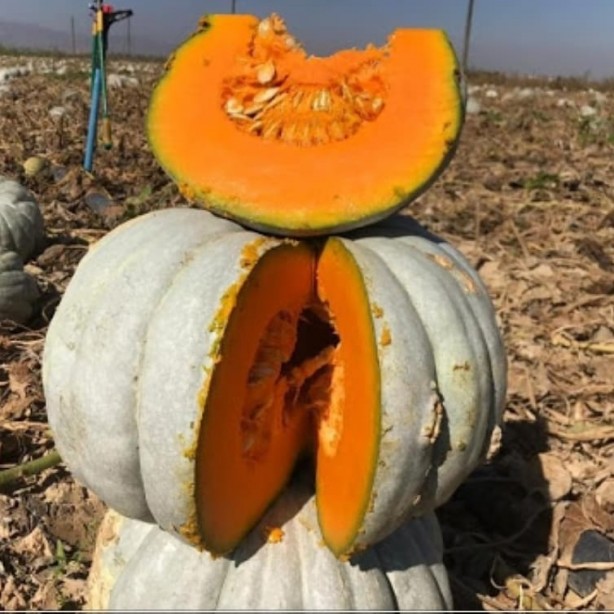 Foto - Bal kabağı tüketmek için 8 bilimsel neden