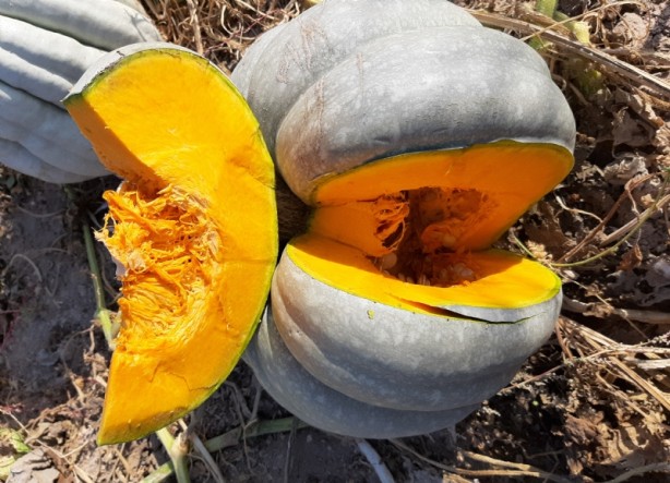 Foto - Bal kabağı tüketmek için 8 bilimsel neden