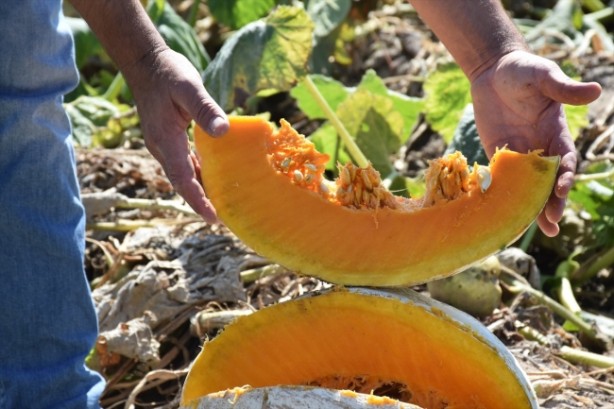 Foto - Bal kabağı tüketmek için 8 bilimsel neden