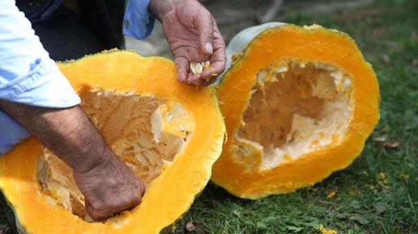 Foto - Bal kabağı tüketmek için 8 bilimsel neden