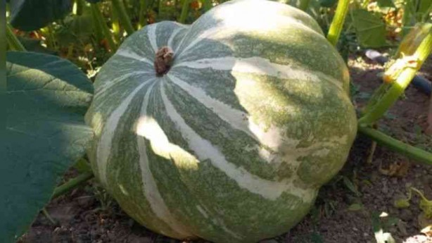 Foto - Bal kabağı tüketmek için 8 bilimsel neden