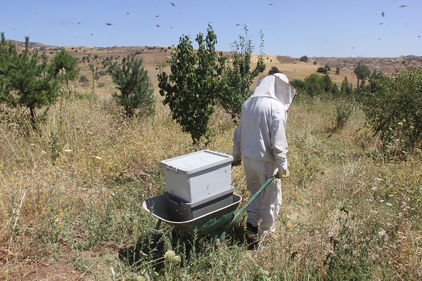 Foto - Bal üretiminin zirvesindeydi! Bu yıl rekolte düştü