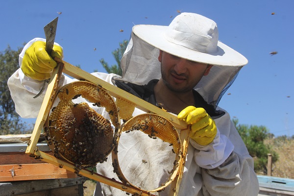 Bal üretiminin zirvesindeydi! Bu yıl rekolte düştü