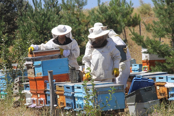 Foto - Bal üretiminin zirvesindeydi! Bu yıl rekolte düştü