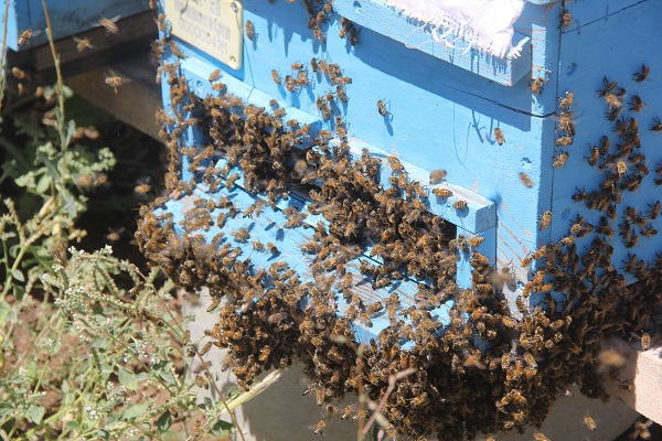 Foto - Bal üretiminin zirvesindeydi! Bu yıl rekolte düştü