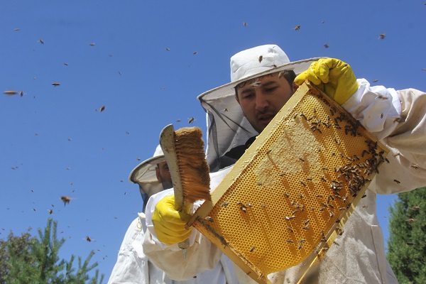 Foto - Bal üretiminin zirvesindeydi! Bu yıl rekolte düştü